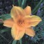 floramarilla