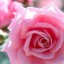 Rosa rosa