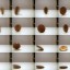 monedas