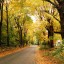 camino_en_bosque_amarillo_1024x768