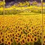 girasoles