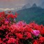 flores-china