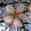 fotos_de_flores_de_almendro_11