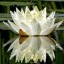 loto blanco flotante..
