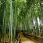 bambu5b15d