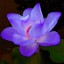 flor