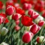 tulipanes-1024x768-969670