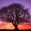 arbol2