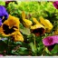 primavera20-03-09025