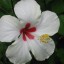 Flor-_Hibiscus_rosa-sinensis Flor-_Hibiscus_rosa-sinensis