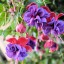 www.1m4g3n3s.com-Flores-17