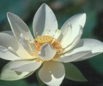 flor flor