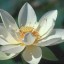 flor